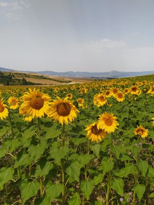Taller de la abundancia + sesión personal