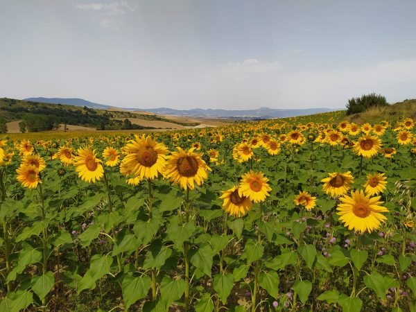 Taller de la abundancia + sesión personal